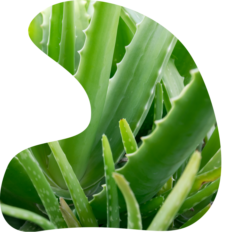 Aloe vera