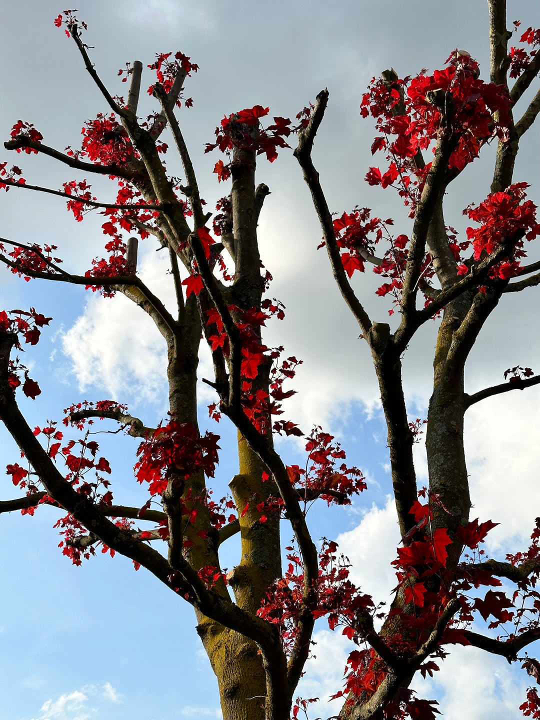 Autumn tree 