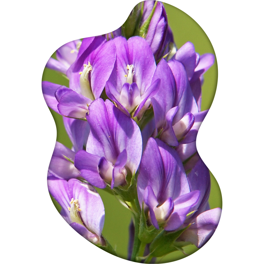 Alfalfa seed