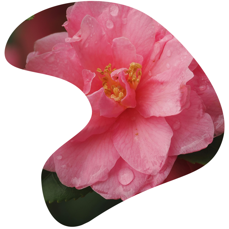 Camellia oil